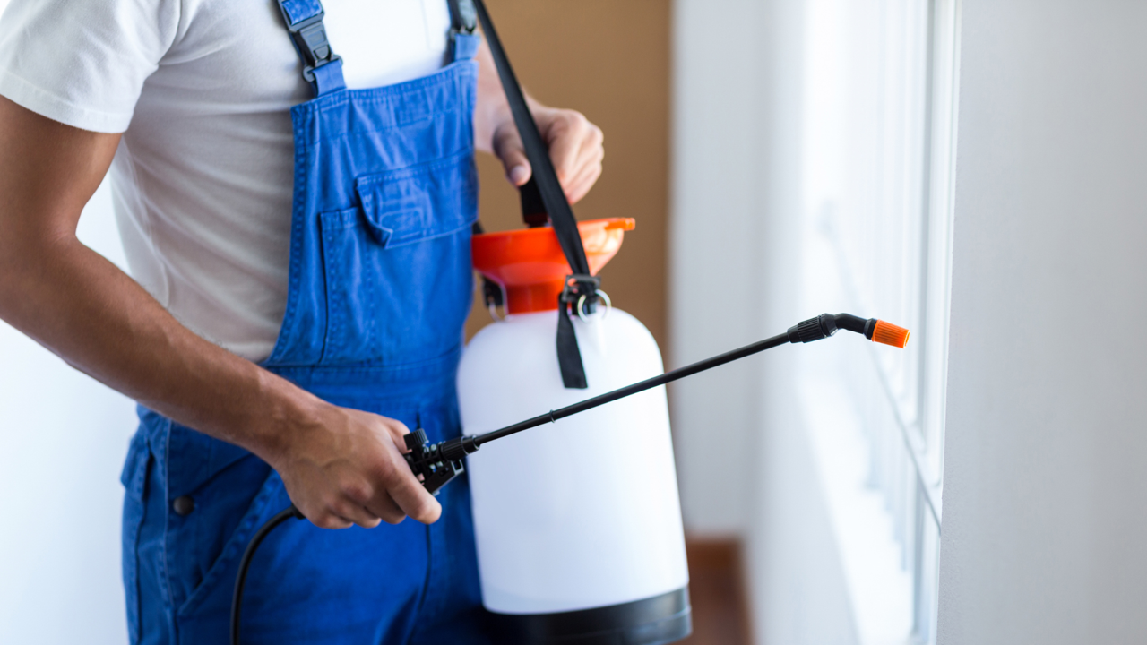 Pest control SEO services for local leads